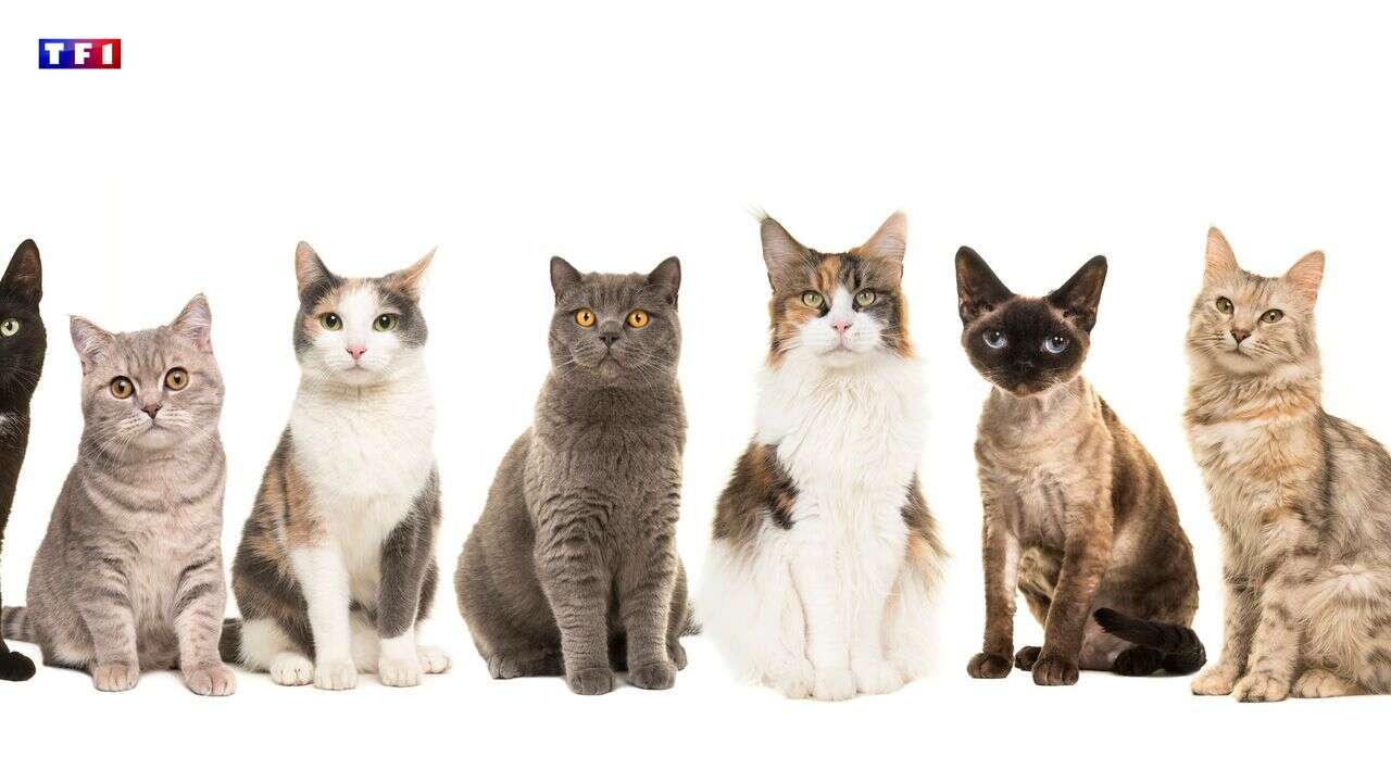 Les chats utiliseraient plus de 250 expressions faciales pour communiquer entre eux