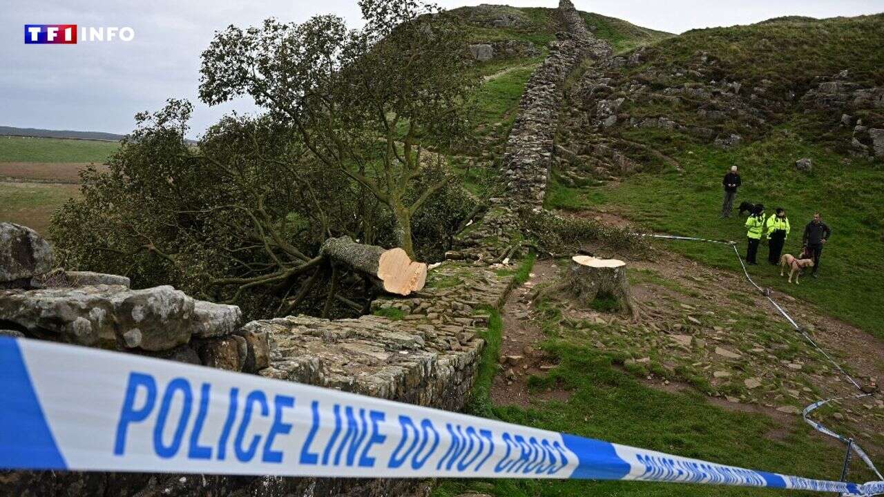 Royaume-Uni : les autorités déplacent le célèbre arbre de Sycamore Gap pour éviter les pillages