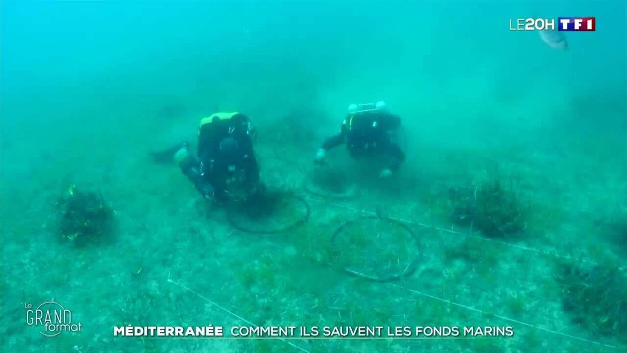 Le grand format : comment ils sauvent les fonds marins de la Méditerranée