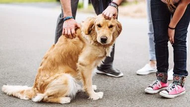 Ces comportements inappropriés à éviter lorsque l'on croise un chien dans la rue