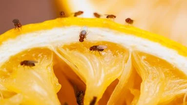 Votre maison est envahie par les moucherons ? Cette astuce naturelle et imparable va vous aider à régler le problème