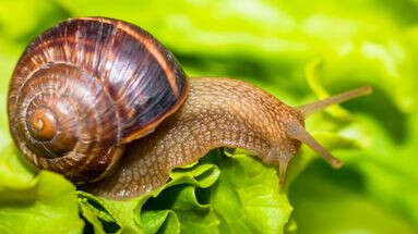 Australie : un minuscule escargot en voie d'extinction bloque une série de chantiers