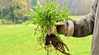 Cuisine, compost, purin… les plantes que l'on considère comme des mauvaises herbes ont beaucoup plus d'utilité qu'on ne le pense