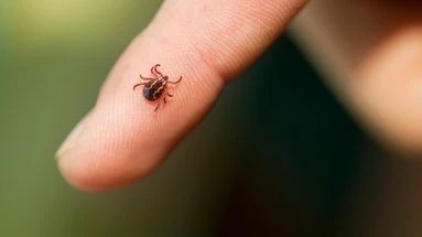 Maladie de Lyme : quels sont les symptômes et comment s'en prémunir ?