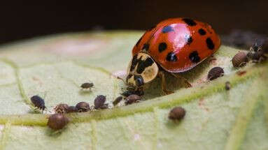 Comment reconnaître les coccinelles asiatiques, cet 