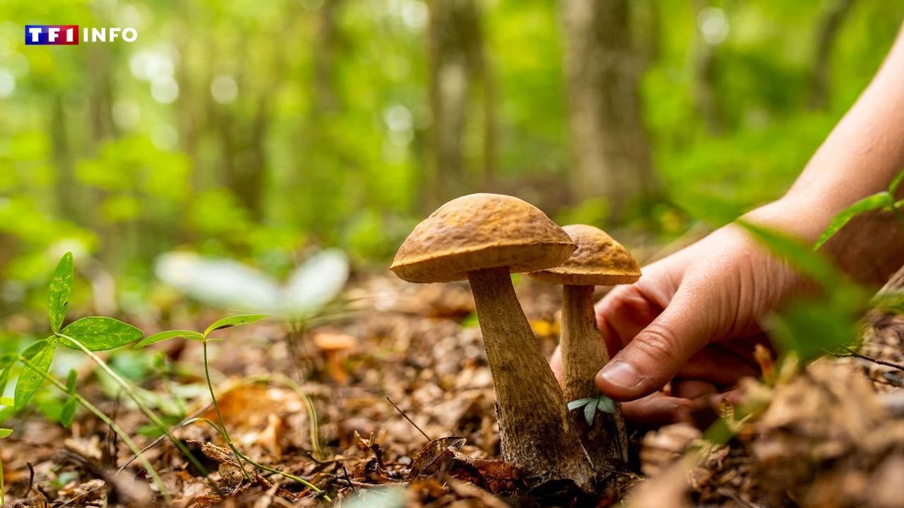 VIDÉO - Cueillette des champignons : comment éviter l'intoxication ?