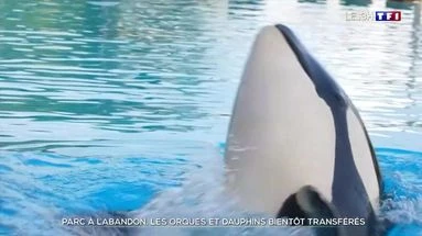 Parc à l'abandon : les orques et dauphins bientôt transférés
