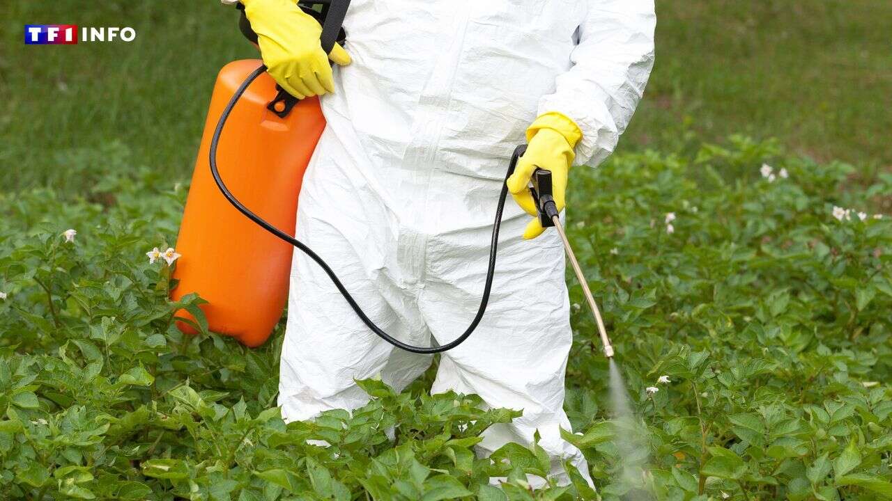 L'utilisation du glyphosate dans l'UE autorisée pour 10 ans de plus par la Commission européenne