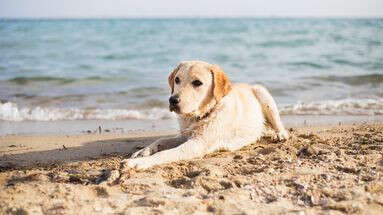 Taxe sur les chiens en Allemagne : les maîtres français prêts à payer pour leur animal ?