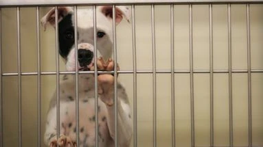 Portes ouvertes à la SPA : l'association mise sur des adoptions massives avant l’été