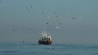 Aires marines protégées : la France préserve-t-elle vraiment ses fonds marins ?