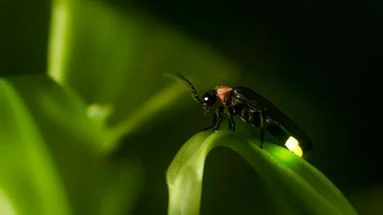 Pourquoi vous avez intérêt à préserver les lucioles de votre jardin