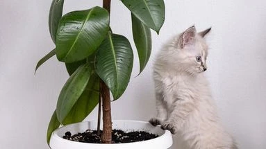 Pourquoi mon chat s'en prend à mes plantes et que faire pour qu'il arrête ? La réponse des vétérinaires
