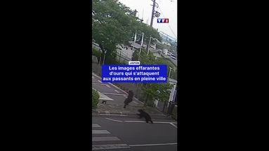 Japon : les images effarantes des ours qui s'attaquent aux passants en pleine ville