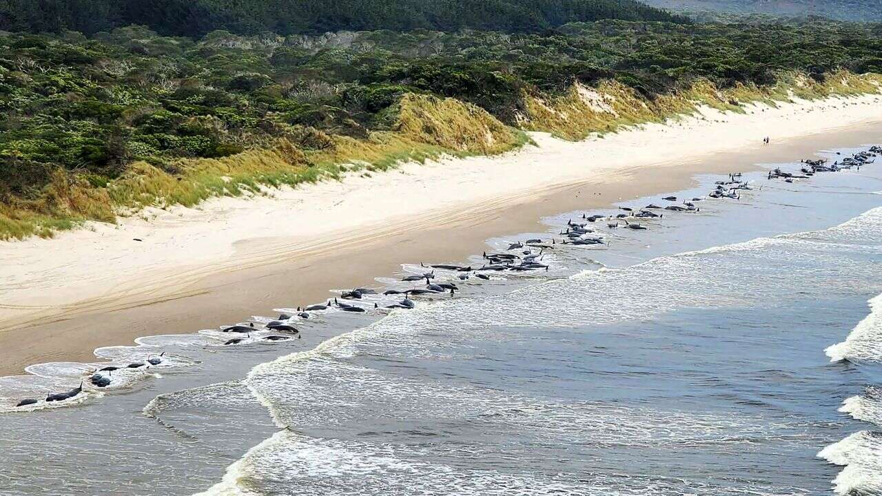 Nouvelle-Zélande : près de 500 dauphins meurent après s'être échoués