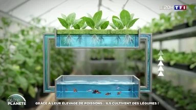 Grâce à leur élevage de poissons… ils cultivent des légumes !