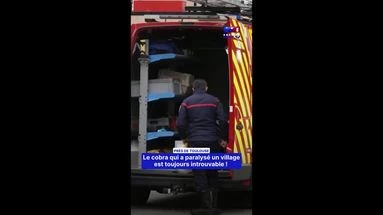Le cobra qui a paralysé un village est toujours introuvable !