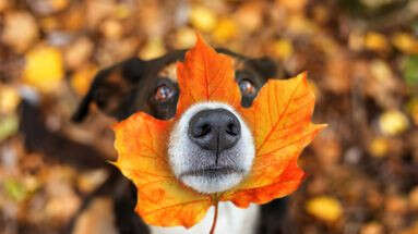 Attention à ces petits (et grands) dangers qui guettent les chiens à l'automne