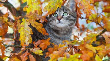 Comment protéger mon chat des dangers de l'automne ?