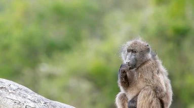 Allemagne : un zoo tue 12 babouins 