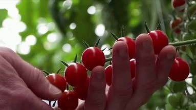 Ces producteurs bretons de tomates qui luttent contre la concurrence marocaine