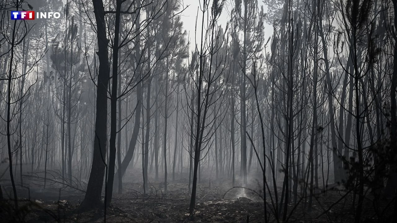 Changement climatique : 74 députés de la majorité signent un appel pour la forêt