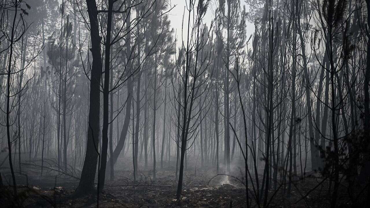 Cela ne sert à rien de planter un an après le feu