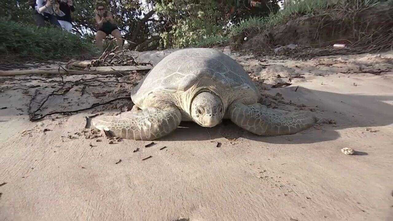 VIDÉO - En Guyane, les tortues protégées par des anges gardiens