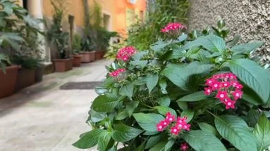 Nice : un retraité fait fuir les dealers de sa rue... avec des bacs à fleurs