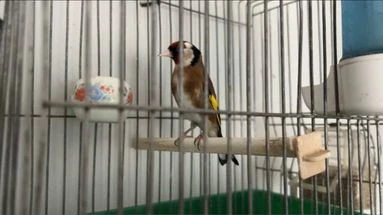 Marseille : l'impitoyable trafic de chardonnerets élégants, ces oiseaux chanteurs menacés de disparition