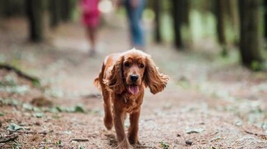 Que risquez-vous si votre chien ou votre chat est retrouvé en errance sur la voie publique ?
