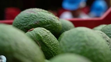 2.300 litres d'eau pour un kilo : l'avocat, l'or vert du Pérou au lourd impact environnemental