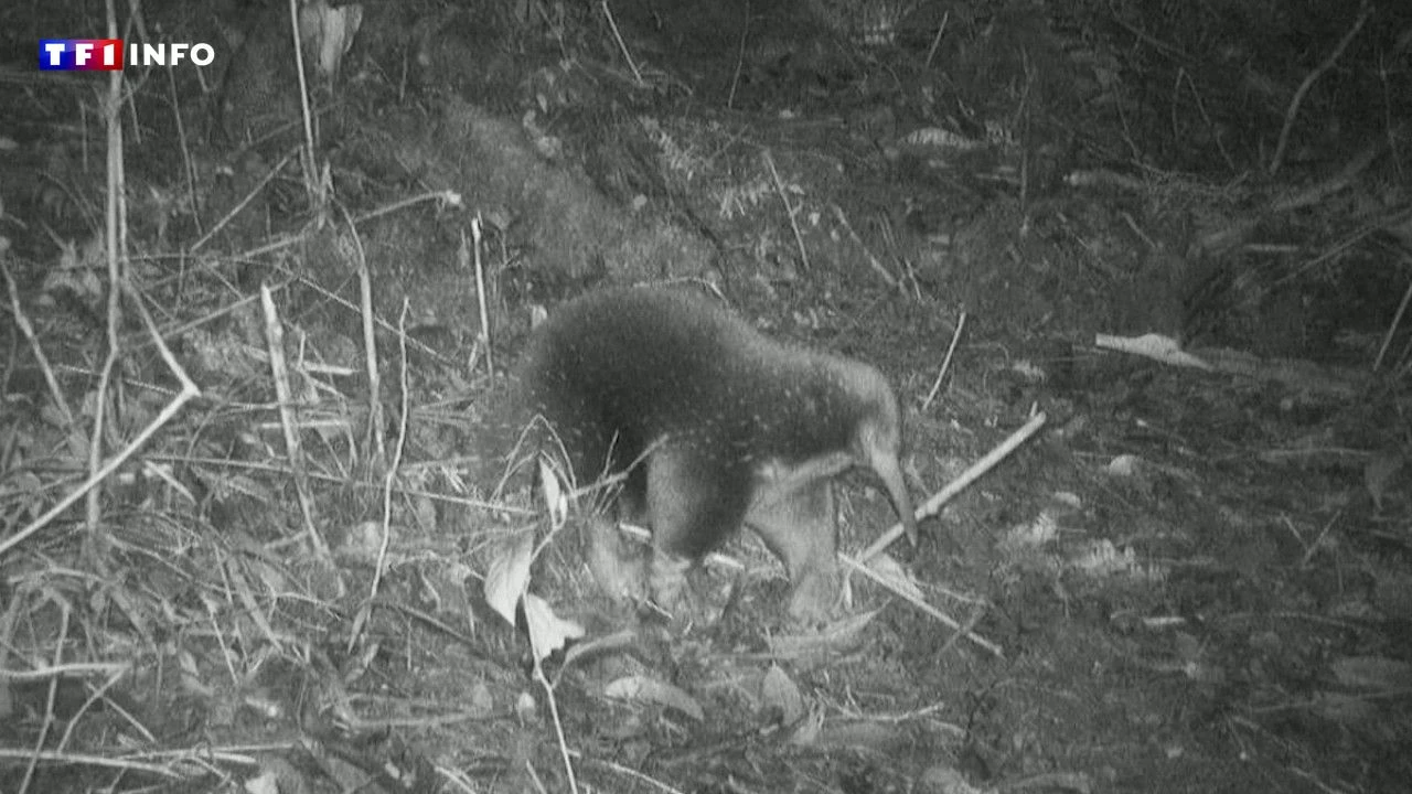 VIDÉO - Un drôle d'animal que l'on croyait disparu réapparaît en Indonésie