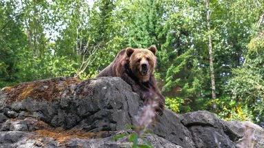Il n'y a jamais eu autant d'ours dans les Pyrénées et pourtant, ils tuent moins