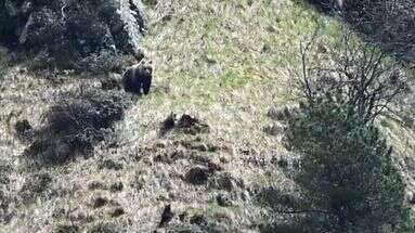 De plus en plus de rencontres avec des ours : y en a-t-il désormais trop dans les Pyrénées ?