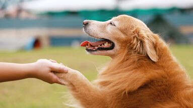 Pourquoi l'humain et le chien se comprennent-ils si bien ?