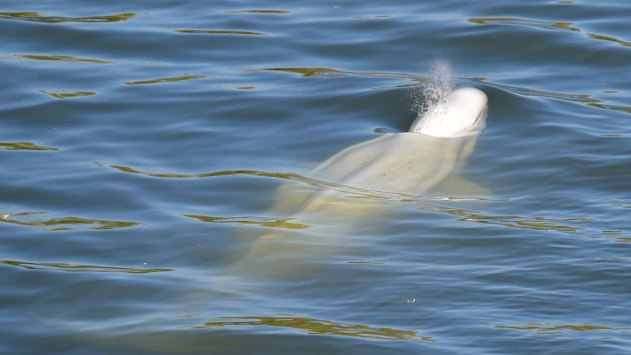 Le Béluga dans la Seine : le cétacé va être déplacé dans un bain d'eau salée, des dons pour le sauver