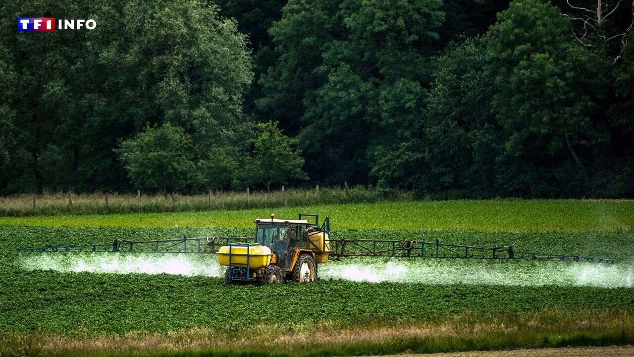 S-metalochlore, prosulfocarbe, flufenacet... Ces pesticides qui créent la polémique en Europe