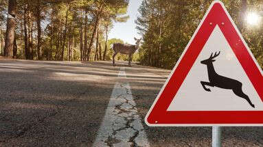 J'ai percuté un animal, puis-je me retourner contre la société d'autoroute pour payer les grosses réparations ? Le 13H à vos côtés