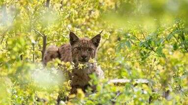 VIDÉO - Sur les traces du lynx : le très secret félin du Jura