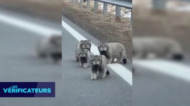 VÉRIF' - Des chats sauvages rares et 