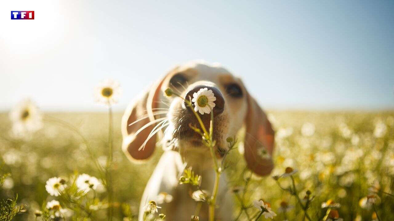 Ce que vous devez mettre en pratique pour réduire les gaz à effet de serre de vos animaux de compagnie