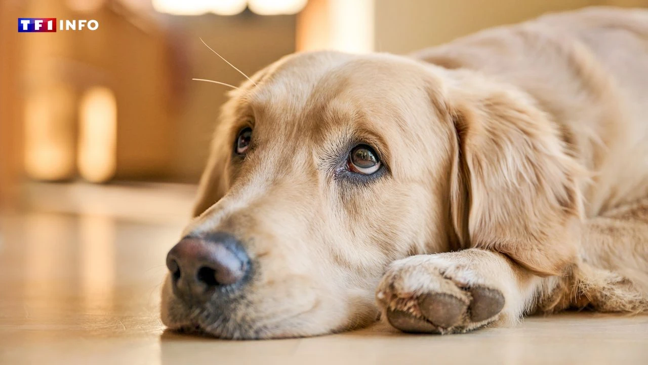 Cinq infos à connaître avant d'adopter un labrador