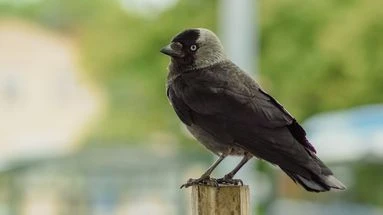 Finistère : le choucas des tours, un oiseau protégé mais dévastateur pour les cultures