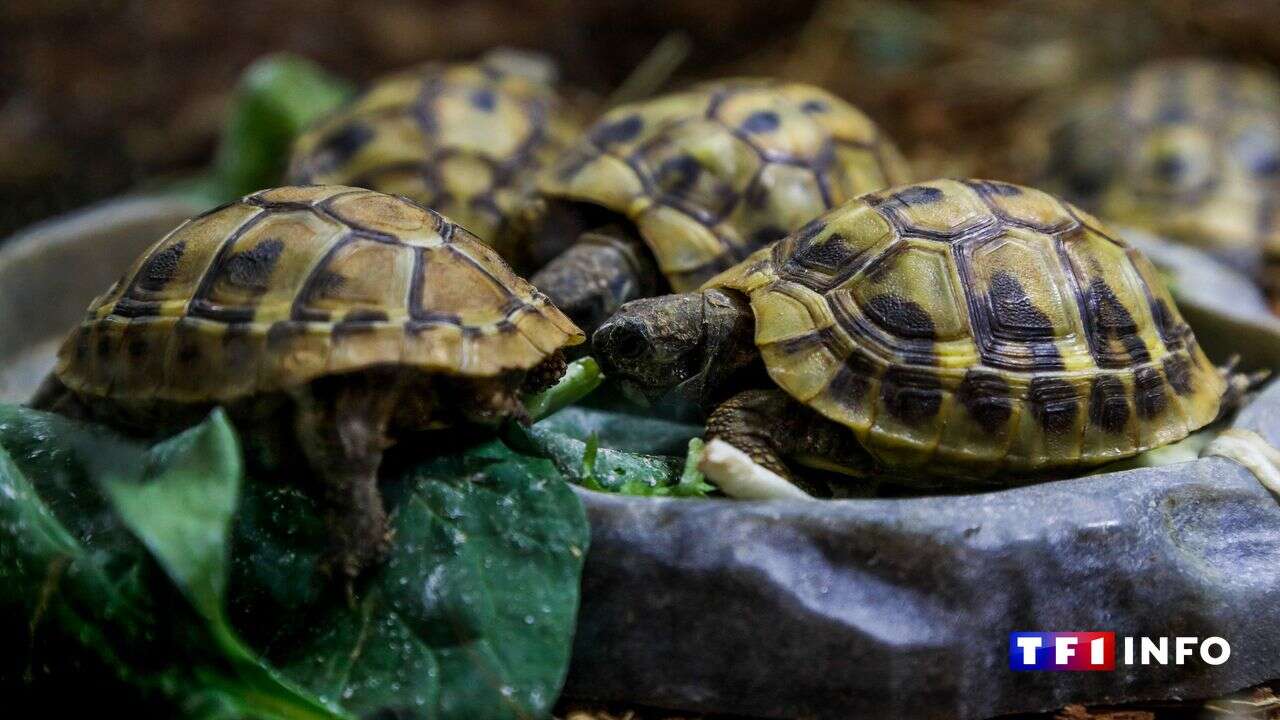 VIDÉO - Tortues du Var : pourquoi le Loto de la biodiversité vole à leur secours