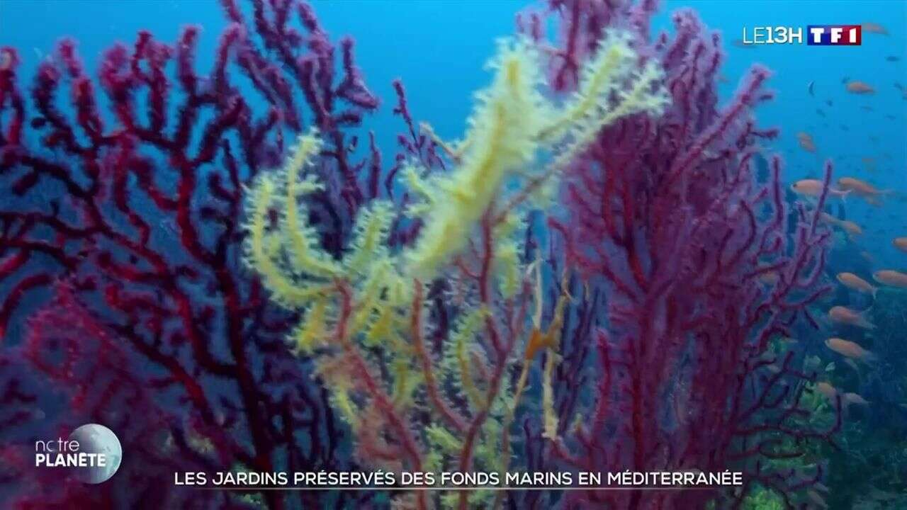 Les jardins préservés des fonds marins en Méditerrannée