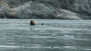 Liste rouge des espèces menacées : l'Arctique surchauffe, inquiétude pour l'avenir des phoques