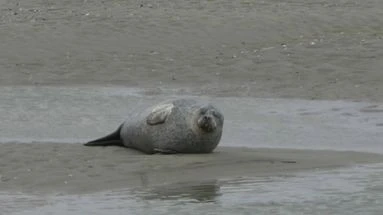 S'en approcher peut vous coûter 750 euros : les phoques reviennent sur nos plages