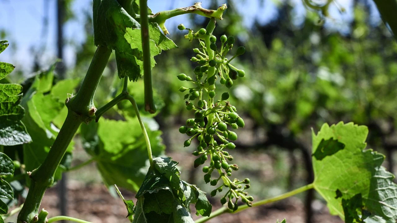 Comment le changement climatique modifie le goût (et le prix) du vin