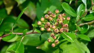 Ces plantes sécurisent votre jardin et vous aident à vous protéger contre les cambriolages